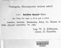 Aecidium apocyni image